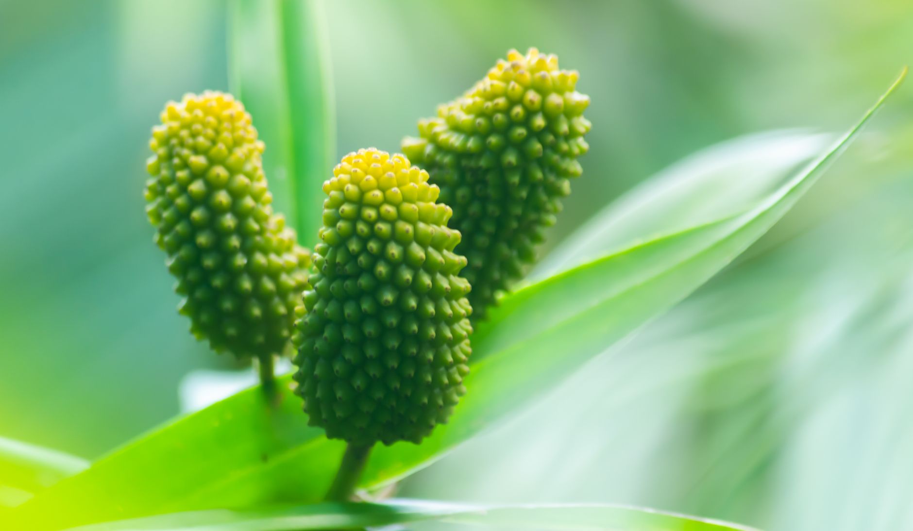 Le konjac aide-t-il vraiment à maigrir ? Oui, mais pas comme vous pensez