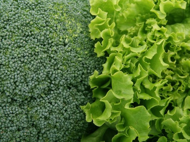 Dès aujourd’hui, le brocoli : votre atout minceur insoupçonné