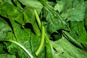 Gros plan sur des feuilles d'épinards frais encore humides